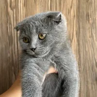 گربه اسکاتیش بریتیش|گربه|کرمان, |دیوار