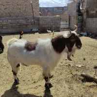 چپش دبر پاکستانی مخصوص داشت