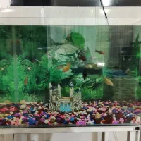 آکواریوم و ماهی|ماهی|مریوان, |دیوار