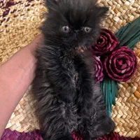 واگذاری گربه|گربه|اصفهان, باغ زرشک|دیوار