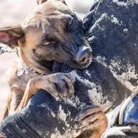 مربی سگ خانم و آقا ، تربیت و آموزش و پانسیون