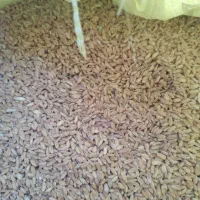 گندم کوهدشت