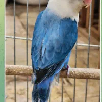 طوطی برزیلی|پرنده|کرج, شهرک بنفشه|دیوار