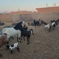 بز زاییده جوان|حیوانات مزرعه|سبزوار, قصبه غربی|دیوار