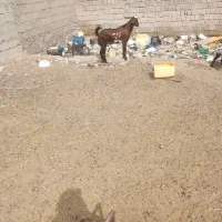 نری وبره