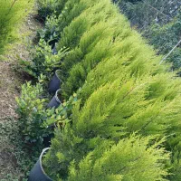 کاج‌لاوسون