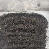 بذر پالم واشنگتن|خدمات باغبانی و درختکاری|کلارآباد, |دیوار