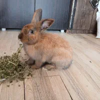 واگذاری خرگوش|موش و خرگوش|رشت, حومه رشت|دیوار