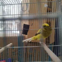 قناری رسمی نرو ماده|پرنده|اندیشه, اندیشه فاز ۱|دیوار