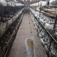 آموزش تولید قارچ خوراکی