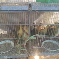 جوجه غاز و بچه غاز ۸،۹ روزه