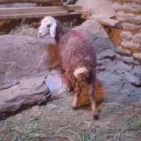 بره شیرمست