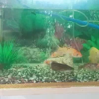 آکواریوم با ماهی جمع و جور و ارزون|ماهی|مشکیندشت, |دیوار