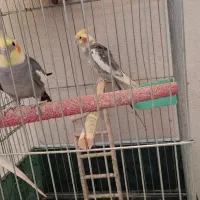 سلام ۳ تا عروس هلندی بفروش می رسه سرحال وسالم