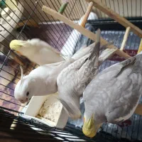 عروس هلندی