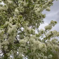 همسفر ب بروجرد رفت و برگشت