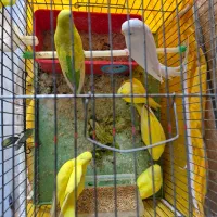 مرغ عشق مولد