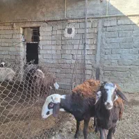 فروش دو راس بره قوچ اصل افشاری بدون عیب و نقص|حیوانات مزرعه|صحنه, |دیوار