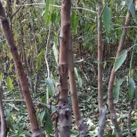 نهال بادام تونو