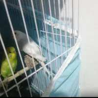 مرغ عشق و عروس هلندی