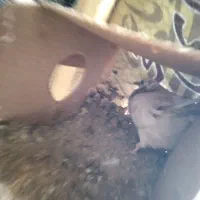 کبوتر ساعتی و ذات دار|پرنده|رامیان, |دیوار