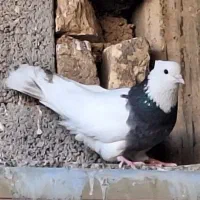 ۸ تا کفتر پرشی