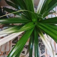 گل شفلرا ابلغ|گل و گیاه طبیعی|اصفهان, شهشهان|دیوار