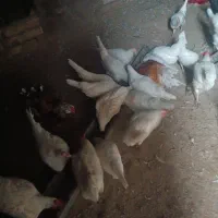 نوچه مرغ تخمگذار صنعتی(۵ماهه)