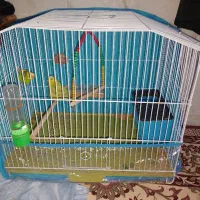 جفت مرغ عشق به همراه قفس