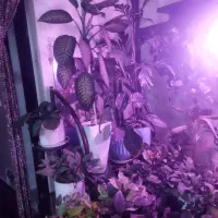 فروش گل‌های زینتی