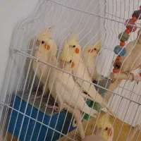 ۴ تا عروس هلندی جوجه