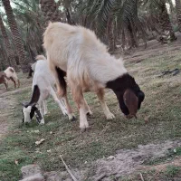 کود گوسفندی