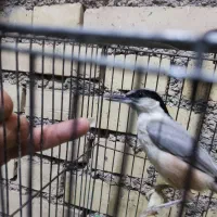 قناری|پرنده|دزفول, |دیوار
