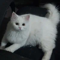 گربه پرشین کلاسیک