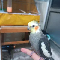 عروس هلندی سخنگو دستی|پرنده|پاکدشت, پاکدشت (مامازند)|دیوار