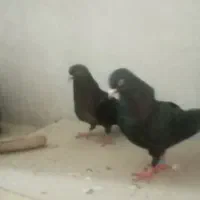 یه جفت کبوتر لوت