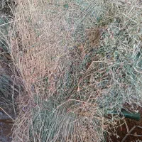 یونجه|لوازم جانبی حیوانات|بجنورد, |دیوار