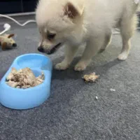 سگ بازیگوش|سگ|بندرعباس, |دیوار