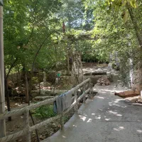 باغبانی وتمیز کاری باغات|خدمات باغبانی و درختکاری|یزد, |دیوار