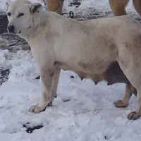 برای گله یا توله کشی|سگ|هریس, |دیوار