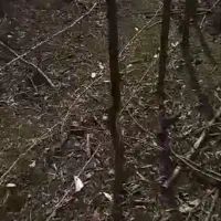 زمینی به مساحت2500متری دروستای کاشکی به فروش میرسد|فروش زمین و ملک کلنگی|سیاهکل, |دیوار