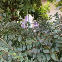 فروش زمین ویلایی ۲۵۰ متری در رامسر|فروش زمین و ملک کلنگی|تهران, اکباتان|دیوار