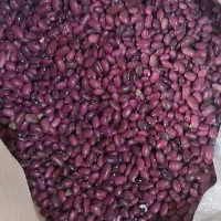 400 کیلو لوبیا قرمز