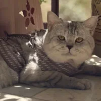 گربه بریتیش سیلور اصیل وارداتی برای جفتگیری|گربه|تهران, هروی|دیوار