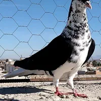 کبوتر اس رنگی و فری