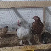 مرغ و خروس محلی ماشینی بالغ با یه مرغ تزئینی