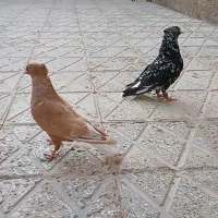 جفت دم سفید