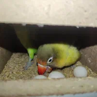 جفت کوتوله تظمینی