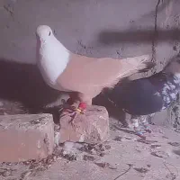 کلاغ زردوساده سیا نر|پرنده|کاشمر, |دیوار