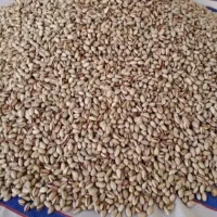 پسته خام فندقی وبادامی خندون امسالی|خوردنی و آشامیدنی|شاهینشهر, نبوت|دیوار